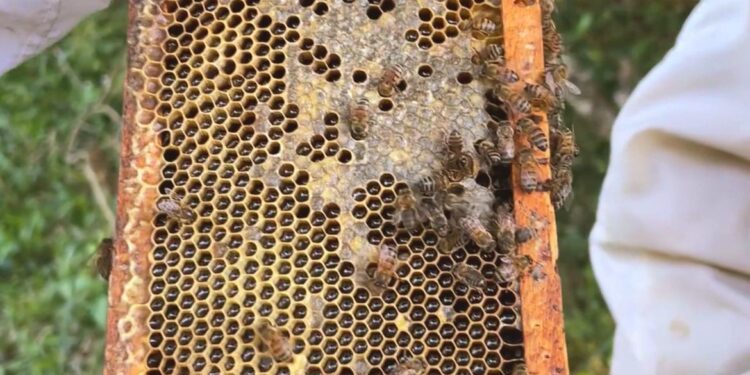 Cobiçado no exterior, mel de melato é pouco conhecido no Brasil Cobiçado no exterior, mel de melato é pouco conhecido no Brasil