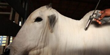 Produtores de gado começam a segunda etapa de vacinação contra febre aftosa