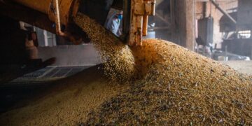 IBGE estima safra recorde de 296,2 milhões de toneladas neste ano