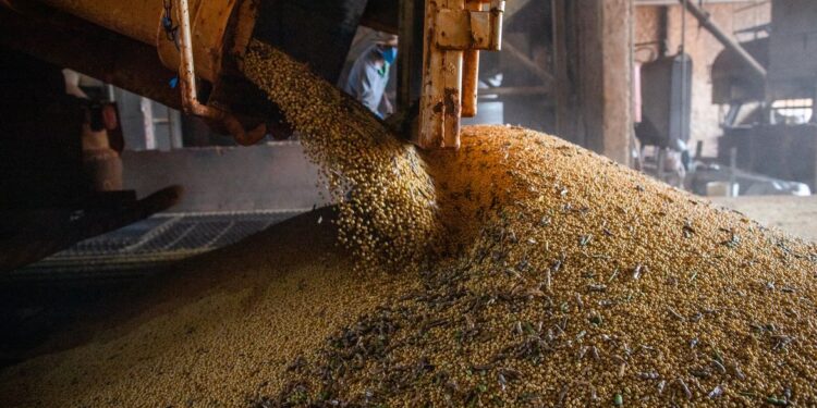 IBGE estima safra recorde de 296,2 milhões de toneladas neste ano IBGE estima safra recorde de 296,2 milhões de toneladas neste ano