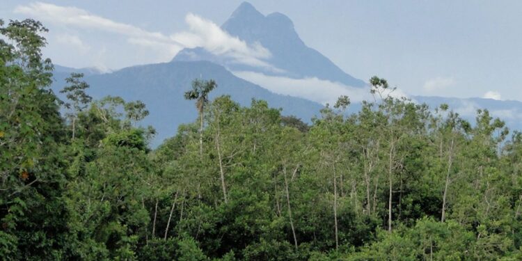 Entidades yanomami denunciam entrada de garimpeiros no Pico da Neblina Entidades yanomami denunciam entrada de garimpeiros no Pico da Neblina