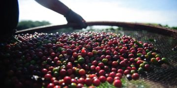 Café está na reta final de colheita