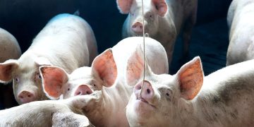 Preço da carcaça suína está estável Preço da carcaça suína está estável