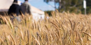 Preço do trigo teve forte alta no Rio Grande do Sul Preço do trigo teve forte alta no Rio Grande do Sul