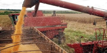 Preços do trigo variam entre regiões Preços do trigo variam entre regiões