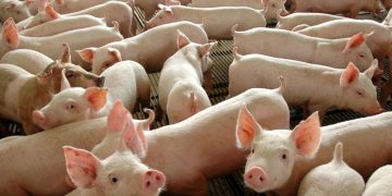 Preços médios da carne suína subiram Preços médios da carne suína subiram