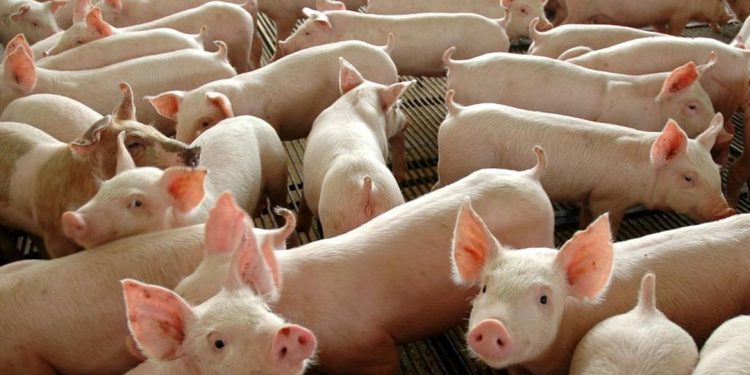 Preços médios da carne suína subiram Preços médios da carne suína subiram
