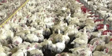 Preços médios do frango vivo estão em alta Preços médios do frango vivo estão em alta