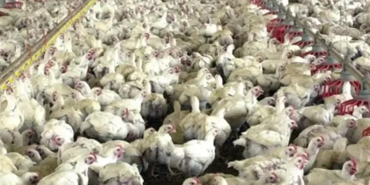 Preços médios do frango vivo estão em alta Preços médios do frango vivo estão em alta