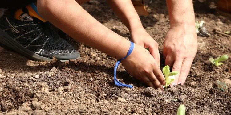 Prevista na Constituição, educação ambiental precisa de mais efetividade nas escolas, apontam pedagogos