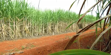 Açúcar tem nova queda de preços
