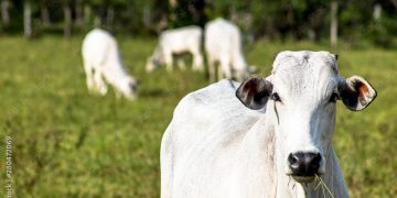Diferença de preços da arroba do boi gordo entre São Paulo e outras regiões diminui