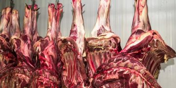 Mercado de bovinos encerrou julho com negócios estáveis