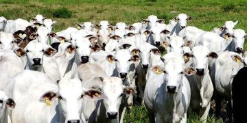 Mercado do suíno vivo está aquecido