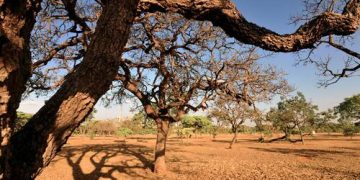 Minas Gerais decreta emergência em 135 Municípios devido à seca Minas Gerais decreta emergência em 135 Municípios devido à seca