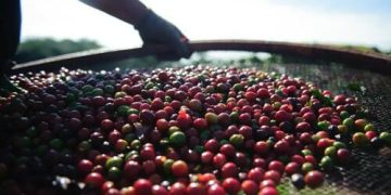 Preço do café robusta caiu 0,78% Preço do café robusta caiu 0,78%