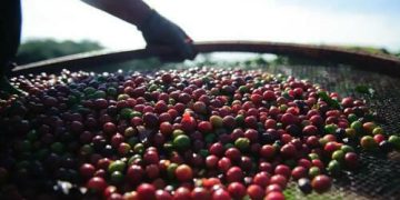 Preço do café robusta subiu 2,27%, no último fechamento Preço do café robusta subiu 2,27%, no último fechamento