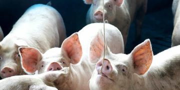Preços médios da carne suína fecharam novamente com estabilidade