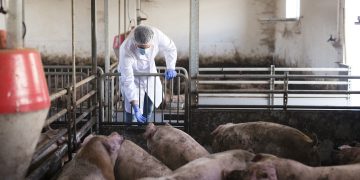 Preços médios do suíno vivo ficaram estáveis no último fechamento Preços médios do suíno vivo ficaram estáveis no último fechamento