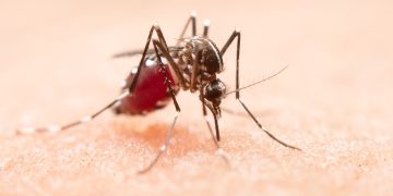 Chikungunya: Brasil registra 254 mil casos prováveis e 162 mortes em 2024