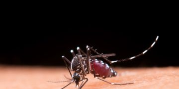 Dengue: Brasil registra 6,5 milhões de casos prováveis em 2024
