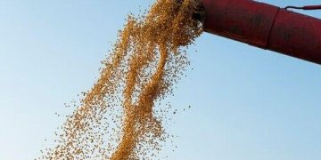 Preço da soja sobe, enquanto trigo fica mais barato no Paraná