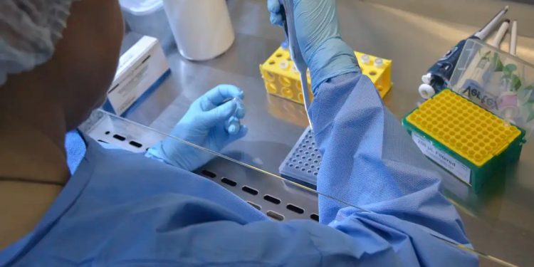 Covid-19: nova variante XEC pode ser mais transmissível Covid-19: nova variante XEC pode ser mais transmissível