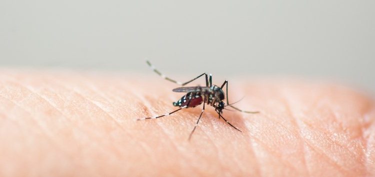 Dengue: Saúde vai investir R$ 1,5 bi no controle da doença Dengue: Saúde vai investir R$ 1,5 bi no controle da doença