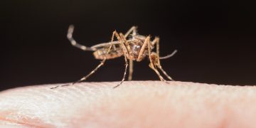 Dengue: Brasil tem 3,2 mil casos a cada 100 mil habitantes Dengue: Brasil tem 3,2 mil casos a cada 100 mil habitantes