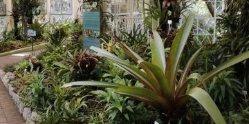 Municípios receberão R$ 30 milhões para ações com plantas medicinais e fitoterápicos Municípios receberão R$ 30 milhões para ações com plantas medicinais e fitoterápicos