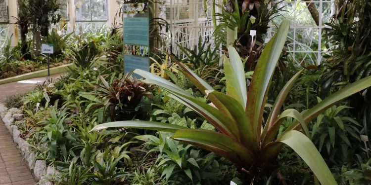 Municípios receberão R$ 30 milhões para ações com plantas medicinais e fitoterápicos Municípios receberão R$ 30 milhões para ações com plantas medicinais e fitoterápicos