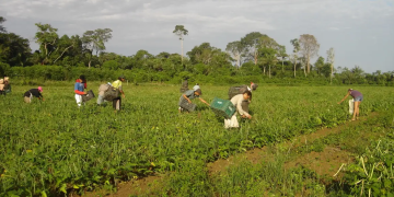 Segurança no campo: delegacias especializadas em conflitos agrários aprovadas em Comissão Segurança no campo: delegacias especializadas em conflitos agrários aprovadas em Comissão