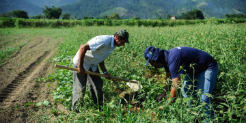 Agro apresenta perda de quase 30 mil vagas de trabalho em novembro