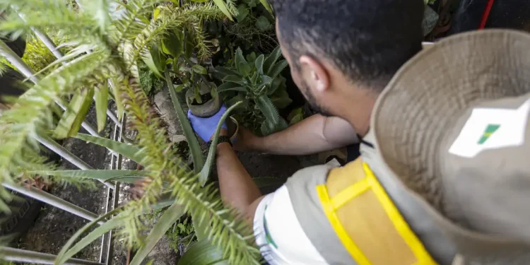 Dengue: confira recomendações do MS aos gestores estaduais e municipais de saúde Dengue: confira recomendações do MS aos gestores estaduais e municipais de saúde