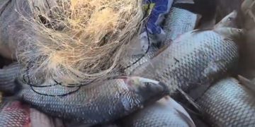 Bacia Hidrográfica do Rio Araguaia: período de defeso termina em 28 de fevereiro Bacia Hidrográfica do Rio Araguaia: período de defeso termina em 28 de fevereiro