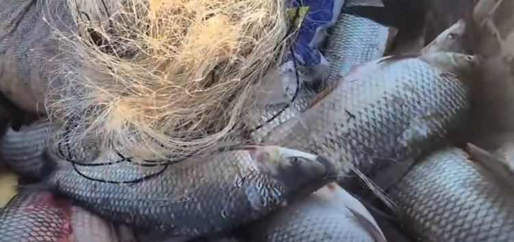 Bacia Hidrográfica do Rio Araguaia: período de defeso termina em 28 de fevereiro Bacia Hidrográfica do Rio Araguaia: período de defeso termina em 28 de fevereiro