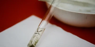 Dengue: pesquisadores da Fiocruz criam isca capaz de capturar quase o dobro de ovos de mosquitos