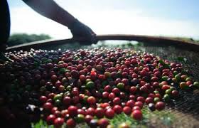Saca do café arábica registra queda nesta quarta-feira (12), vendida a R$ 2.729,87 Saca do café arábica registra queda nesta quarta-feira (12), vendida a R$ 2.729,87