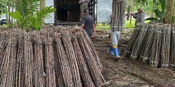 “Vassoura de Bruxa” ameaça lavouras de mandioca no Amapá; alerta é do Mapa “Vassoura de Bruxa” ameaça lavouras de mandioca no Amapá; alerta é do Mapa