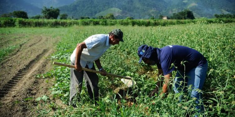 Garantia Safra: agricultores de 744 municípios começam a receber benefício; confira lista das cidades Garantia Safra: agricultores de 744 municípios começam a receber benefício; confira lista das cidades