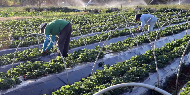 Pronaf: BASA projeta atender 30 mil famílias com R$ 2,5 bi em financiamentos, em 2025 Pronaf: BASA projeta atender 30 mil famílias com R$ 2,5 bi em financiamentos, em 2025