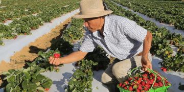 Rotas de integração: Nordeste ganha incentivo para produção de mel, leite, cacau, pescado e fruticultura