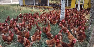 Sergipe: novo polo estimula produção da avicultura caipira Sergipe: novo polo estimula produção da avicultura caipira