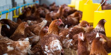 Gripe aviária: Brasil tem dois casos confirmados e seis em investigação Gripe aviária: Brasil tem dois casos confirmados e seis em investigação