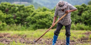 Agronegócio inicia 2025 com maior saldo de empregos formais desde 2022 Agronegócio inicia 2025 com maior saldo de empregos formais desde 2022