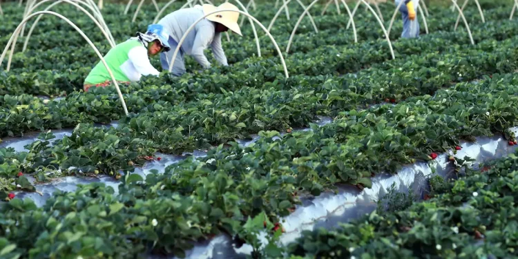 AgroAmigo impulsiona agricultura familiar e ajuda Brasil a sair do Mapa da Fome