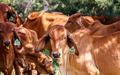 Boi gordo recua 2,13% e arroba é negociada a R$ 310,65; frango e carne suína registram alta nos preços Boi gordo recua 2,13% e arroba é negociada a R$ 310,65; frango e carne suína registram alta nos preços