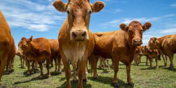 Carnes mantêm estabilidade nos preços, mas suíno vivo recua no Sul Carnes mantêm estabilidade nos preços, mas suíno vivo recua no Sul