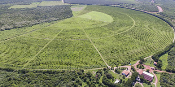 Dia do Agricultor: Polos de Agricultura Irrigada avançam e fortalecem o trabalho agrícola Dia do Agricultor: Polos de Agricultura Irrigada avançam e fortalecem o trabalho agrícola