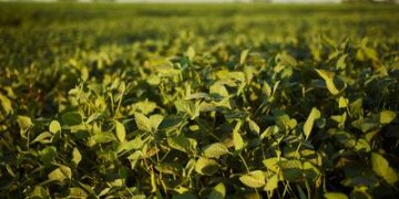 Empresa agrícola brasileira mira marca histórica de 1 milhão de hectares plantados Empresa agrícola brasileira mira marca histórica de 1 milhão de hectares plantados
